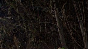 Los pumas normalmente esquivan a los humanos.