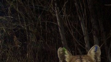 Los pumas normalmente esquivan a los humanos.