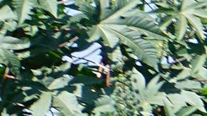 Las autoridades de México hacen hincapié en los peligros que entraña la zona selvática.