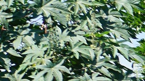 Las autoridades de México hacen hincapié en los peligros que entraña la zona selvática.