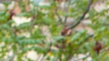 El asociado de Giuliani dice que se trata de proteger del fiscal Barr.