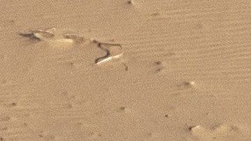 Paulo Gonçalves en el Rally Dakar.