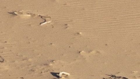 Paulo Gonçalves en el Rally Dakar.