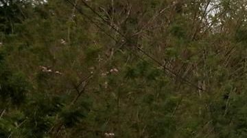 Caravan Migrante/EFE