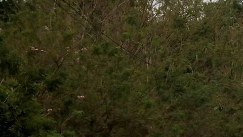 Caravan Migrante/EFE