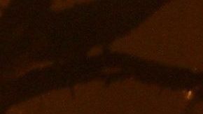 Al menos cien bomberos de distintas partes de Estados Unidos han viajado a Australia para combatir los incendios.