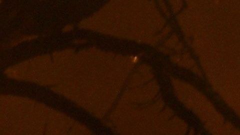 Al menos cien bomberos de distintas partes de Estados Unidos han viajado a Australia para combatir los incendios.