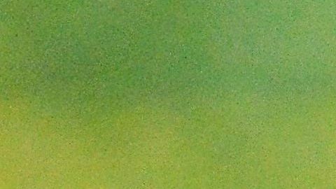 Las ardillas pueden ser agresivas.