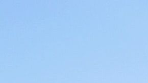 Cuidados para viajar con mascotas