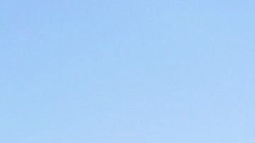 Cuidados para viajar con mascotas