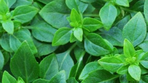 El consumo de albahaca brinda espectaculares beneficios digestivos, depurativos y antiinflamatorios.