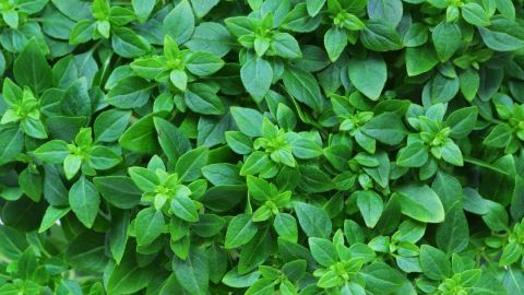 El consumo de albahaca brinda espectaculares beneficios digestivos, depurativos y antiinflamatorios.