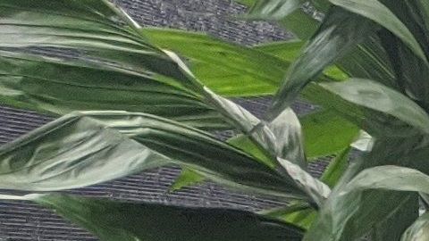 La gente se arremolina afuera del Staples Center para recordar a su ídolo.