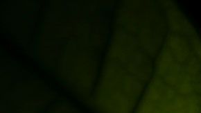 De acuerdo con el feng shui, sus cinco hojas son las que atraen la riqueza a la gente.