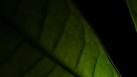 De acuerdo con el feng shui, sus cinco hojas son las que atraen la riqueza a la gente.