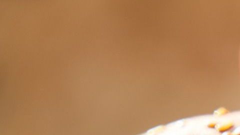 Gran parte de lo saludable de una hamburguesa radica en la calidad de sus ingredientes básicos.