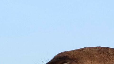 Los camellos están poniendo en riesgo a las comunidades de aborígenes.