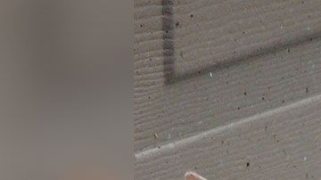 La ciudad prohíbe que se alimenten a los gatos en zonas públicas.