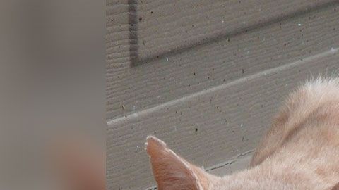 La ciudad prohíbe que se alimenten a los gatos en zonas públicas.