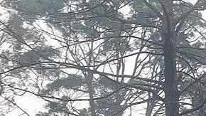 Lugares de Mallacoota y Orbost permanecen cerradas por los devastadores incendios forestales que han arrasado East Gippsland en las últimas semanas.