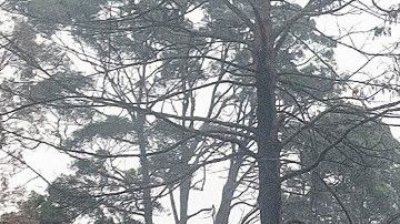 Lugares de Mallacoota y Orbost permanecen cerradas por los devastadores incendios forestales que han arrasado East Gippsland en las últimas semanas.