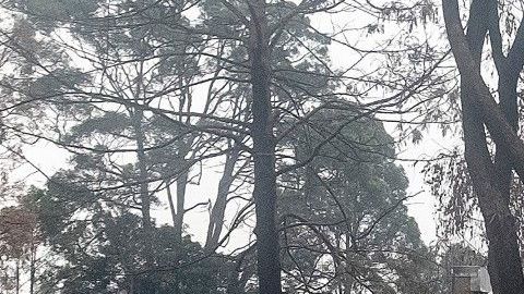 Lugares de Mallacoota y Orbost permanecen cerradas por los devastadores incendios forestales que han arrasado East Gippsland en las últimas semanas.