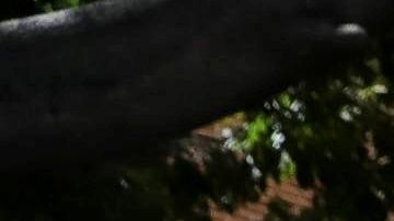 Juan Guaidó intentó entrar al subir una reja.