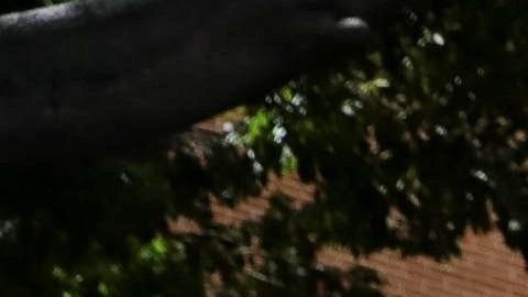 Juan Guaidó intentó entrar al subir una reja.