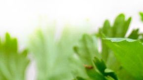El té de cilantro es uno de los mejores remedios caseros para combatir digestiones pesadas y desinflamar el vientre.