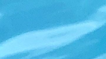 Las iguanas son especies invasoras en Florida.