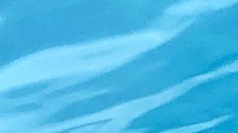 Las iguanas son especies invasoras en Florida.