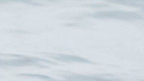 Un millón de estas aves marinas murieron a causa del agua más caliente del océano.