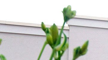 Grandes empresas como Costco apoyan llevar una vida más saludable y están integrando opciones veganas en su establecimiento.