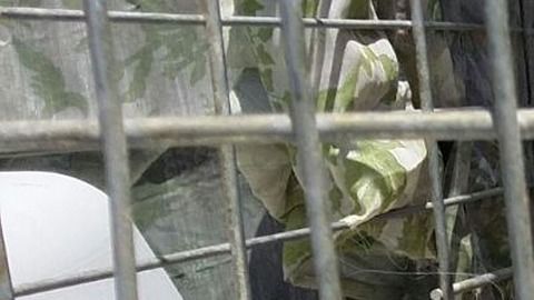 Un coyote atrapado en una jaula.