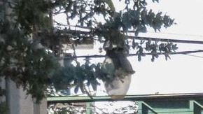 El hombre venía manejando y no se percató que alguien cruzaba la calle.