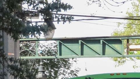 El hombre venía manejando y no se percató que alguien cruzaba la calle.