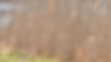 Tener un perro te hará ser más saludable.