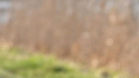 Tener un perro te hará ser más saludable.