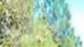 Ejecutan a hermano de Tony Tormenta y líder de brazo armado del Cártel de Sinaloa