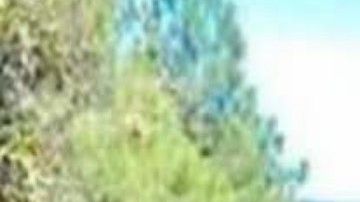 Ejecutan a hermano de Tony Tormenta y líder de brazo armado del Cártel de Sinaloa