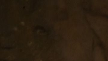 El elefante se pasea habitualmente por el hotel.