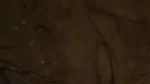 El elefante se pasea habitualmente por el hotel.