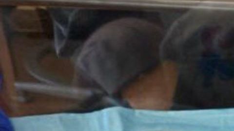 La policía de Miami pide ayuda para hallar a un bebé de meses que está desaparecido.