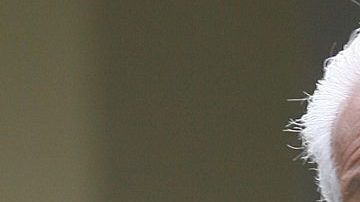 Walter Ormeño fue de DT de los "4 grandes".