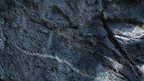 Halcón peregrino hembra en el Parque Nacional Harpers Ferry.