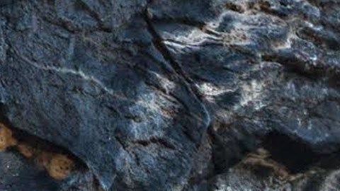 Halcón peregrino hembra en el Parque Nacional Harpers Ferry.