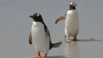 gentoo-penguins-337589_1280