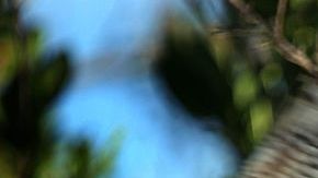 La vida de animales y plantas en los estuarios de Florida depende de la calidad del agua.