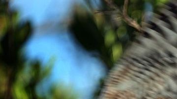 La vida de animales y plantas en los estuarios de Florida depende de la calidad del agua.