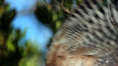 La vida de animales y plantas en los estuarios de Florida depende de la calidad del agua.